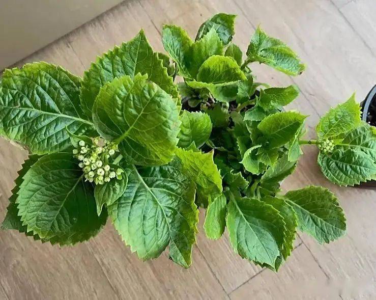 绣球无尽夏的种植方法