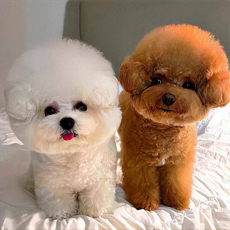 价格便宜又好的狗粮