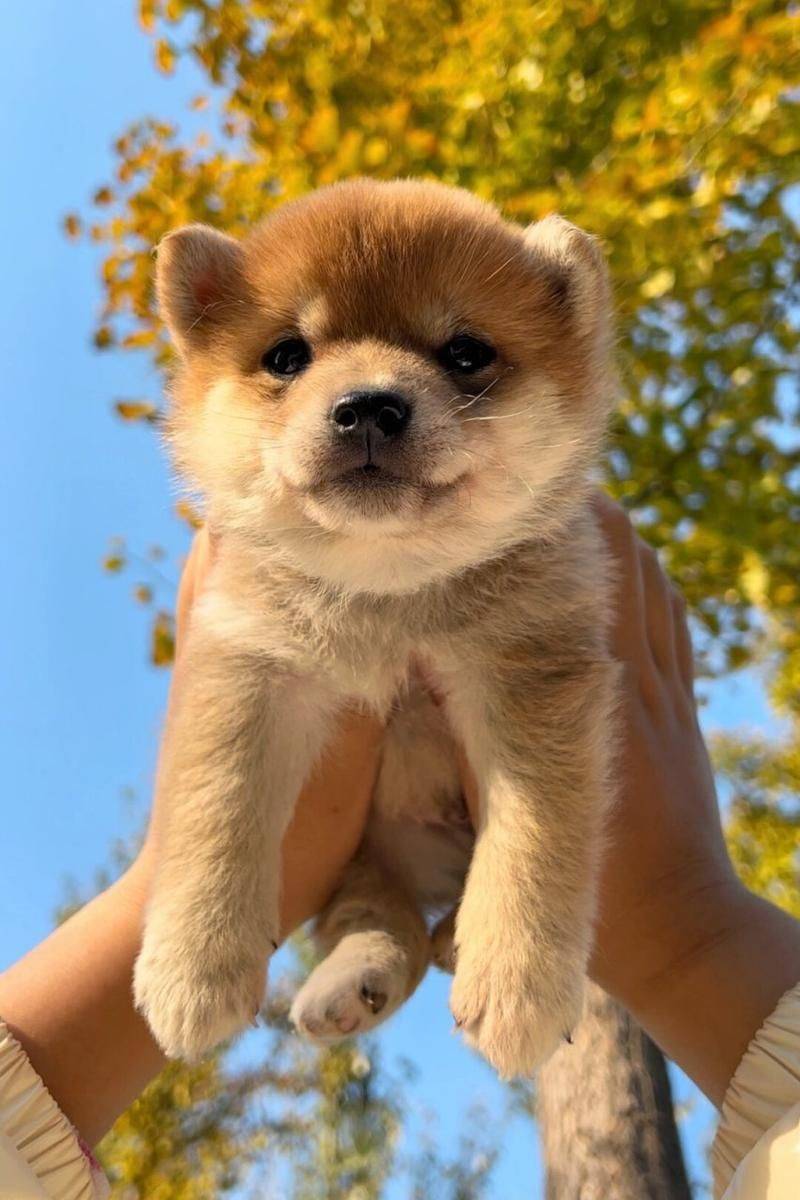 价格便宜又好的狗粮