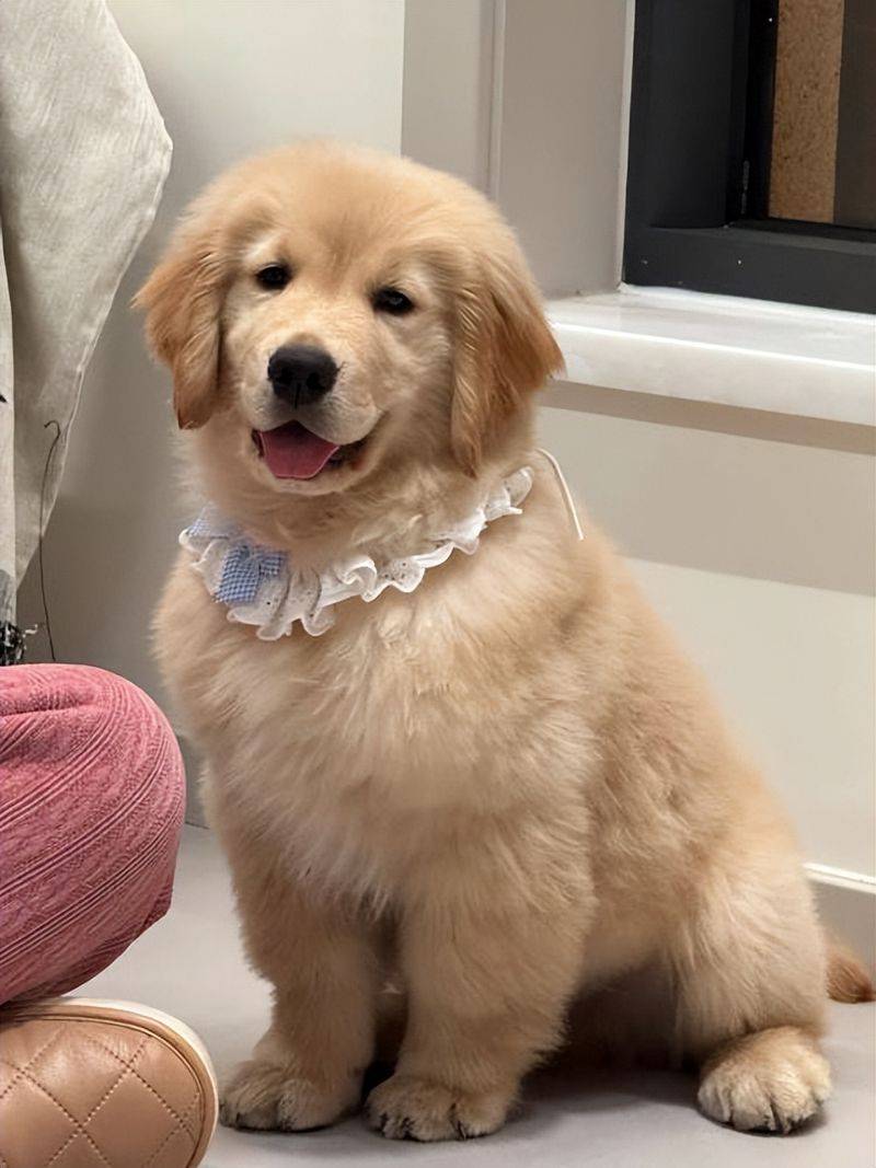 价格便宜又好的狗粮