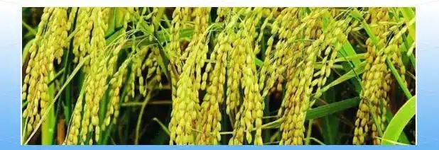 Smart farming techniques