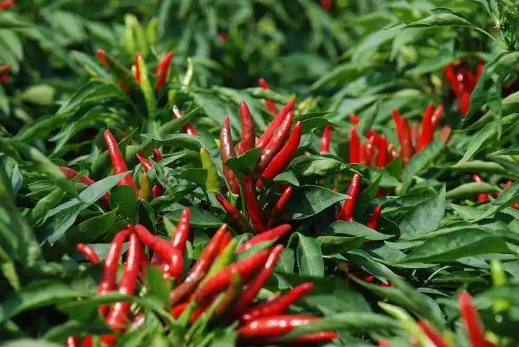 Smart farming techniques