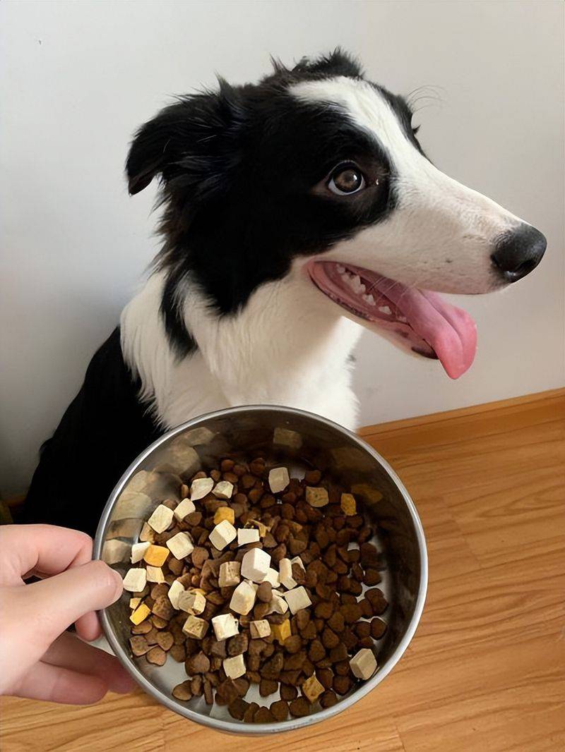 价格便宜又好的狗粮