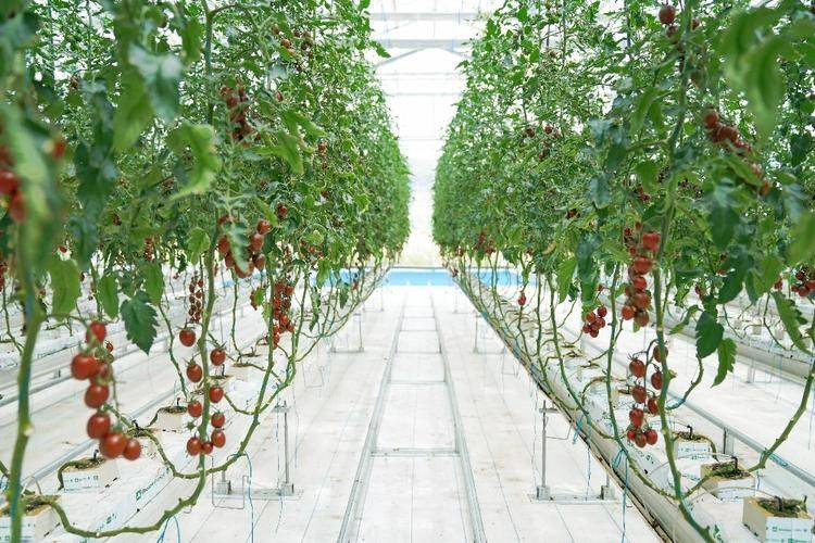 小蕃茄种植技术视频