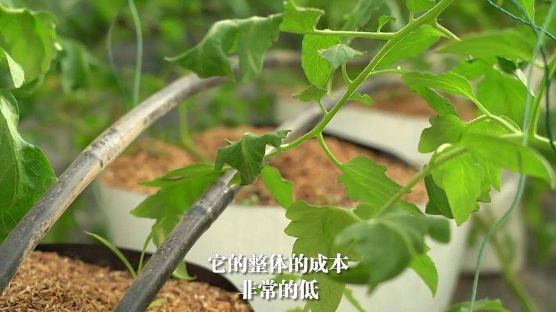 小蕃茄种植技术视频