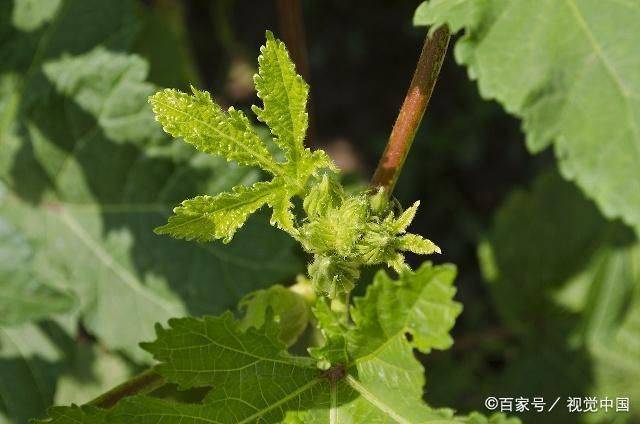 Smart farming techniques