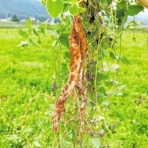 Turkish party participation in planting techniques