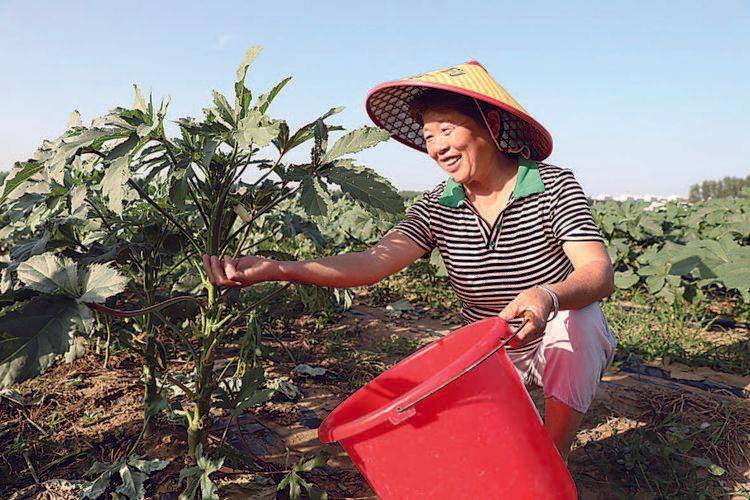 秋葵的种植方法视频