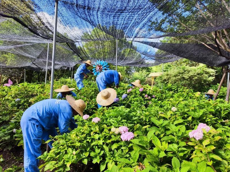 绣球无尽夏的种植方法