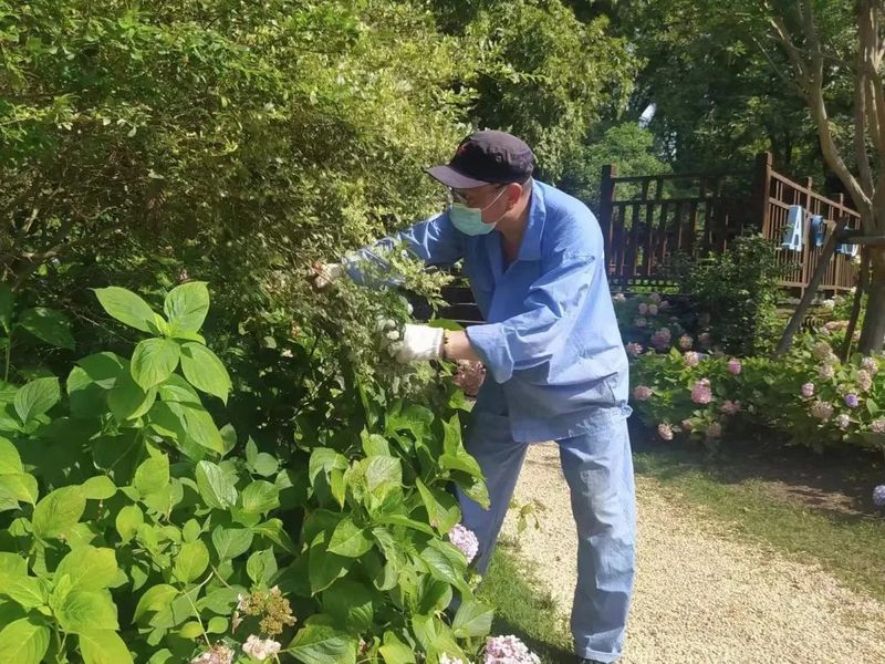 绣球无尽夏的种植方法