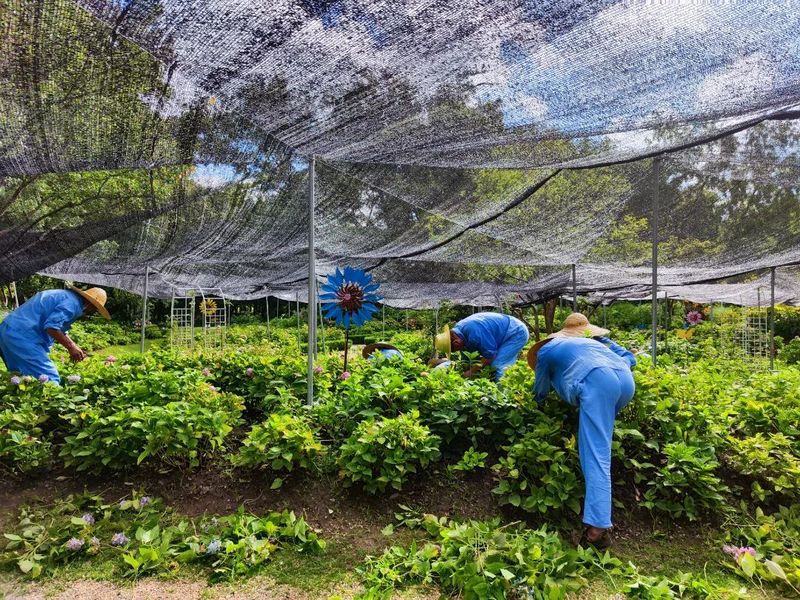 绣球无尽夏的种植方法