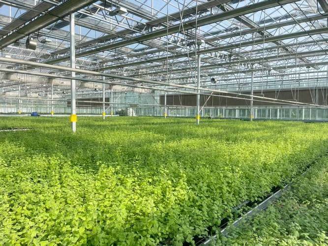 Turkish party participation in planting techniques