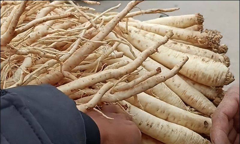Turkish party participation in planting techniques