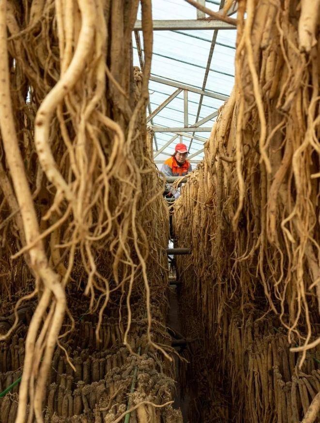 Turkish party participation in planting techniques
