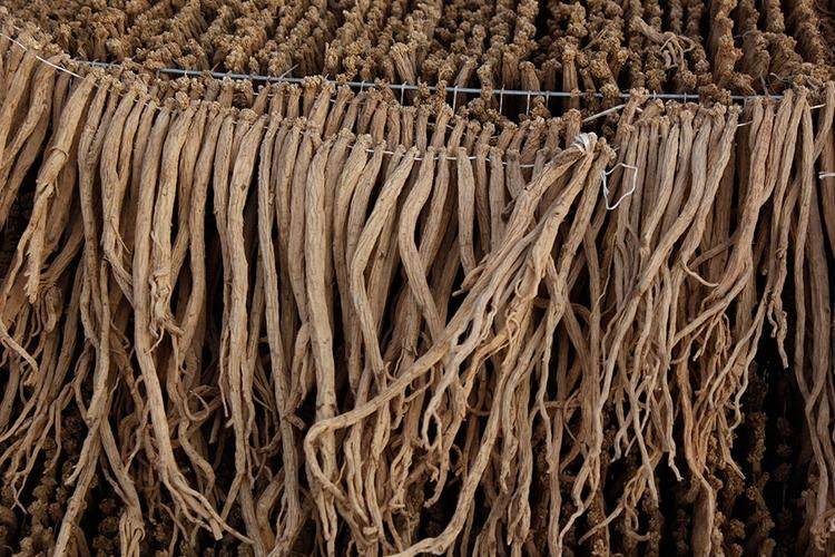 Turkish party participation in planting techniques