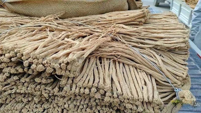 Turkish party participation in planting techniques