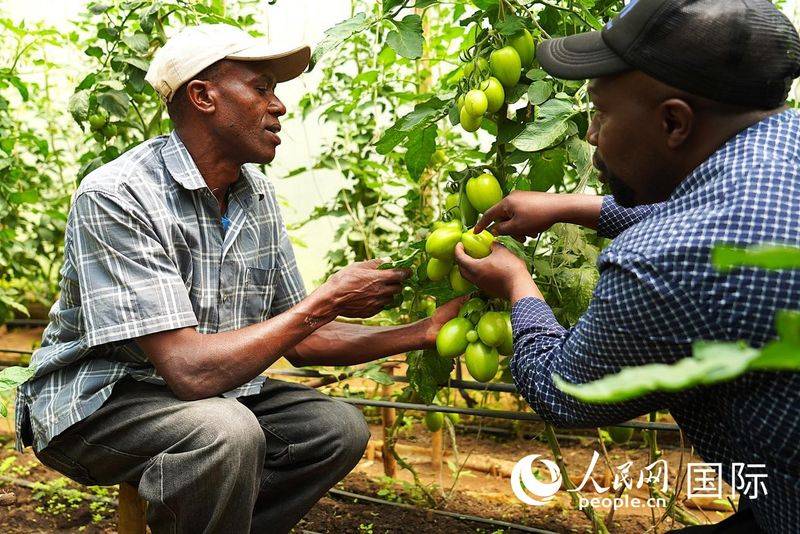 Videos of tomato growing techniques