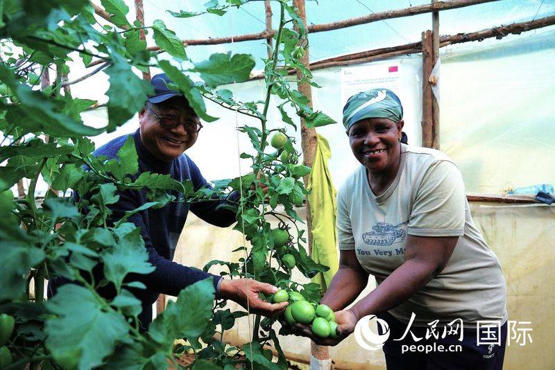 Videos of tomato growing techniques