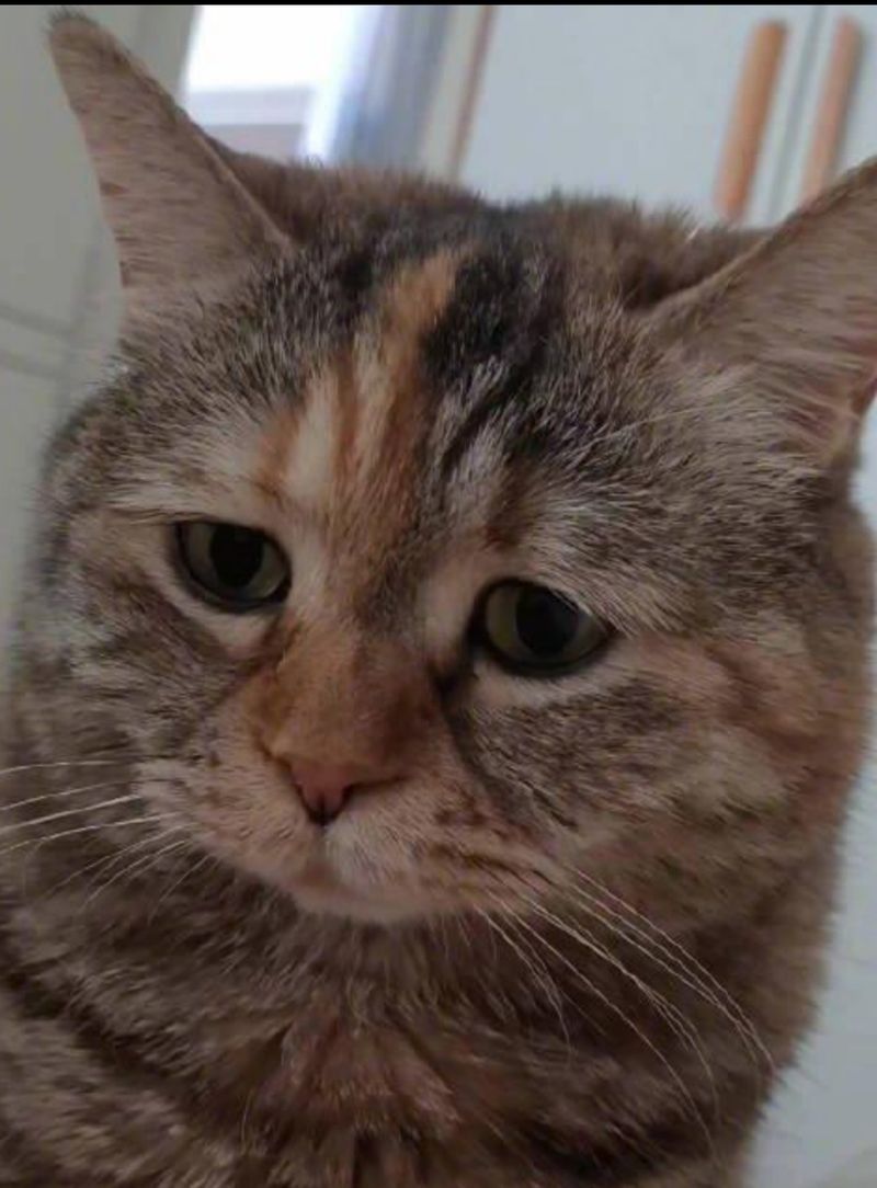 猫薄荷种子种植方法