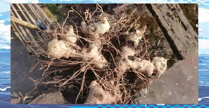 Smart farming techniques