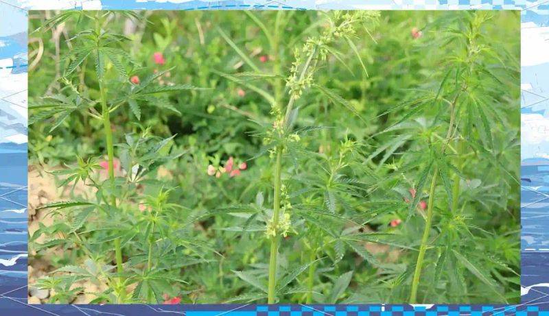 Smart farming techniques