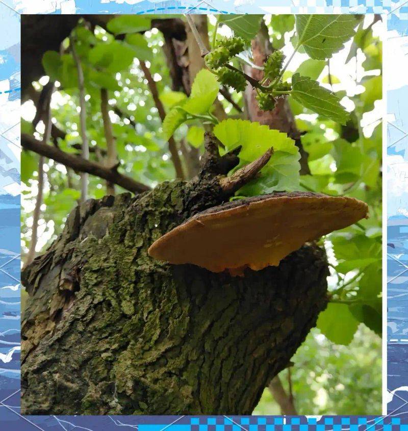 Smart farming techniques