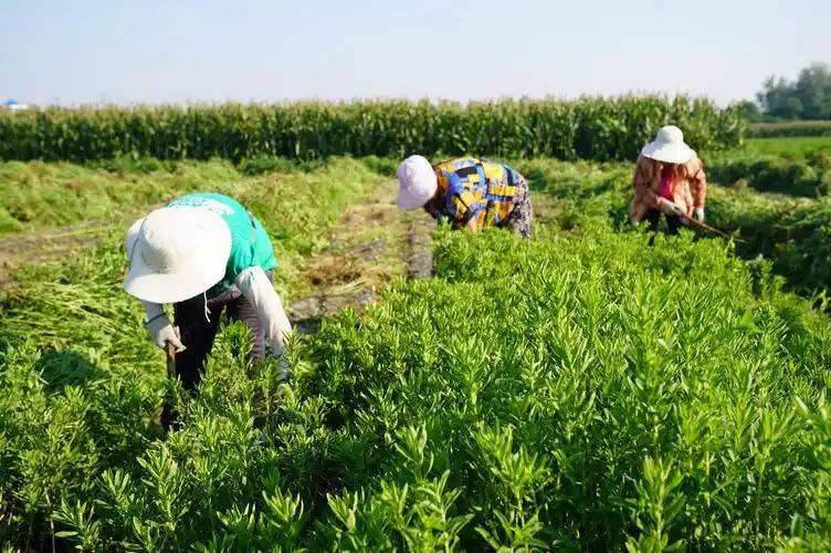 Smart farming techniques