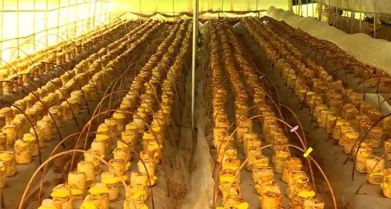 Smart farming techniques