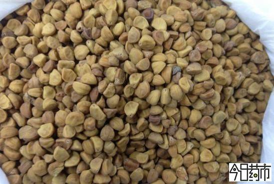 大牵牛花的种植方法