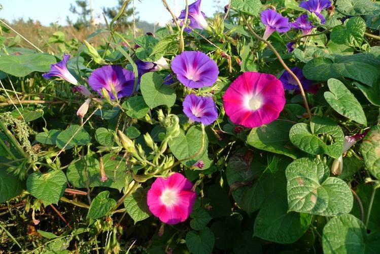 大牵牛花的种植方法