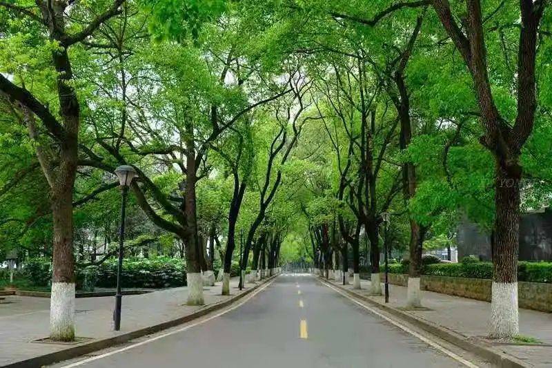 香樟树种植技术