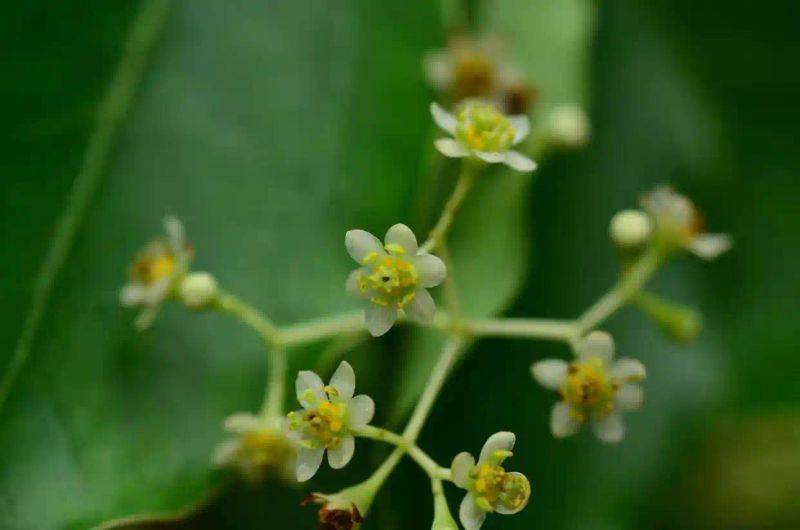 香樟树种植技术