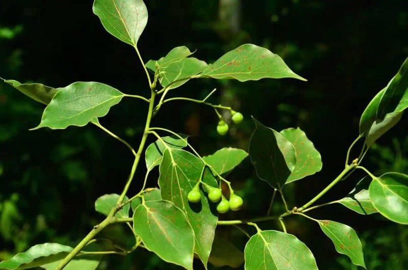 香樟树种植技术