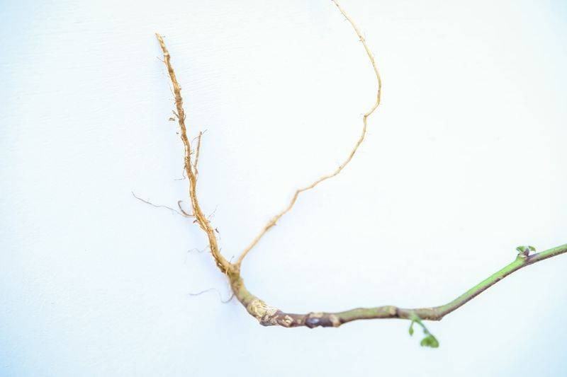 大牵牛花的种植方法