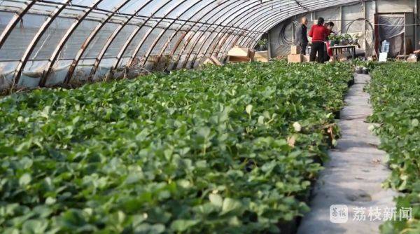 Strawberry pelvis cultivation methods