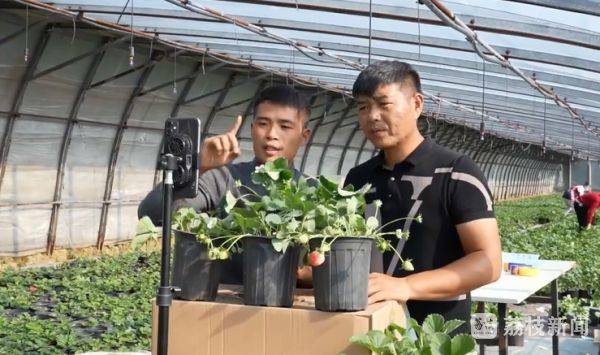 Strawberry pelvis cultivation methods