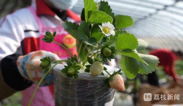 Strawberry pelvis cultivation methods