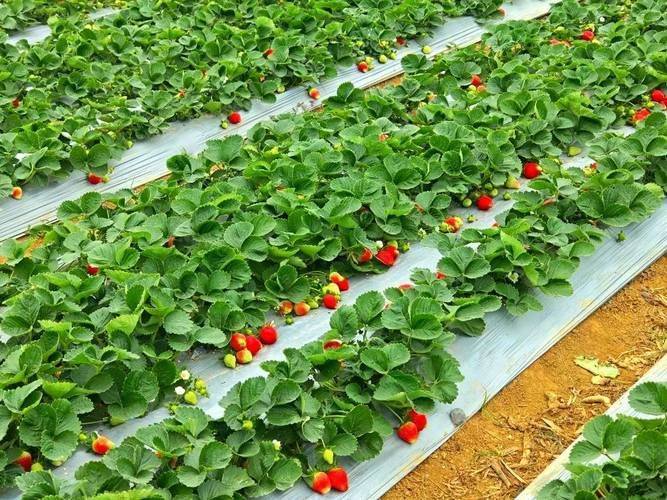 Strawberry pelvis cultivation methods