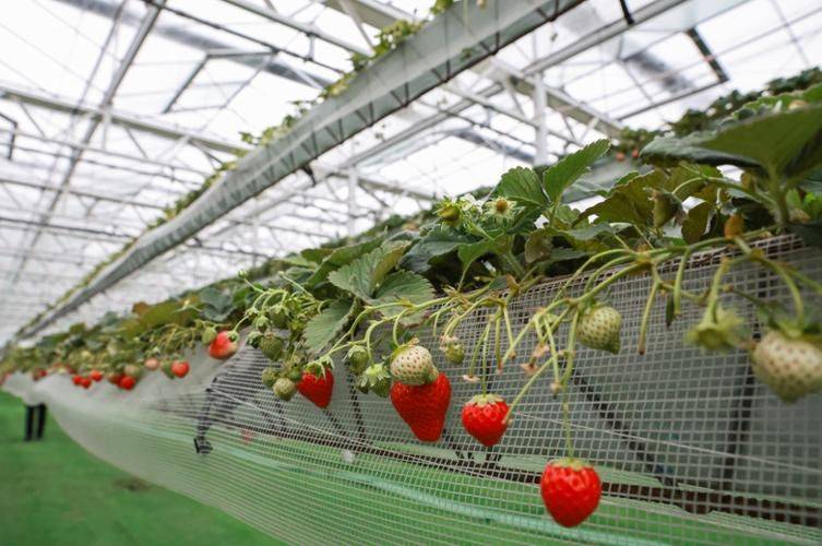 Strawberry pelvis cultivation methods
