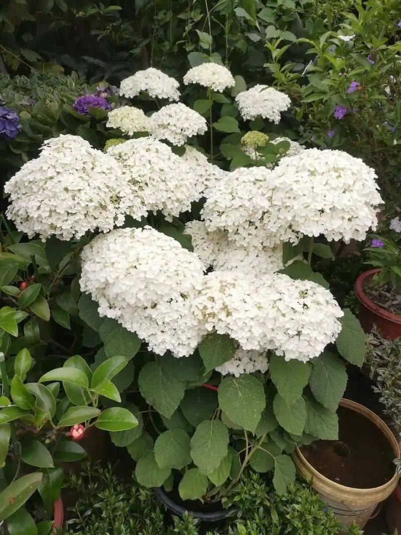 绣球无尽夏的种植方法