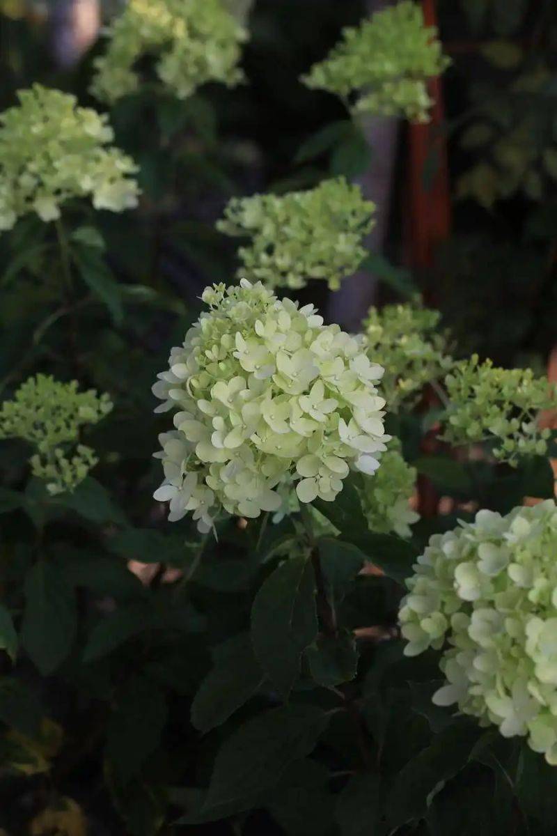 绣球无尽夏的种植方法