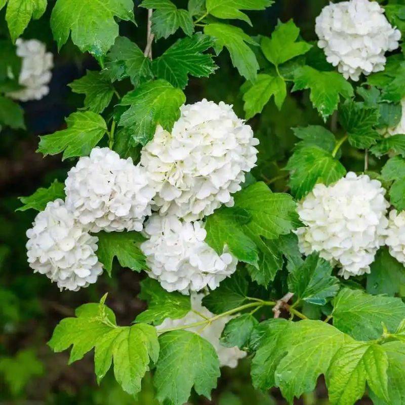 绣球无尽夏的种植方法