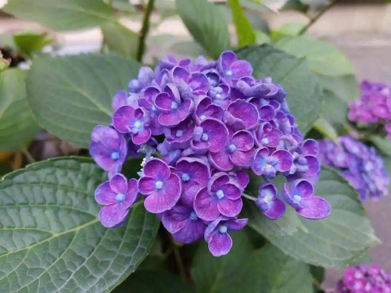 绣球无尽夏的种植方法