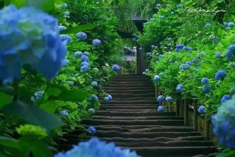 绣球无尽夏的种植方法