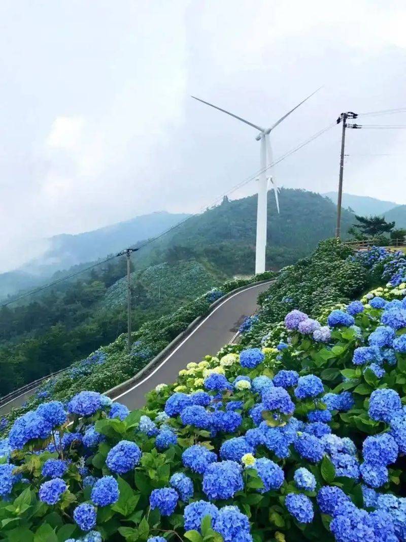 绣球无尽夏的种植方法