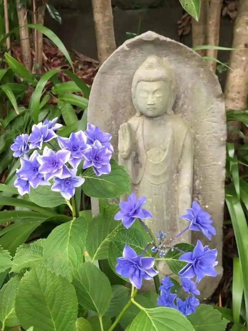 绣球无尽夏的种植方法