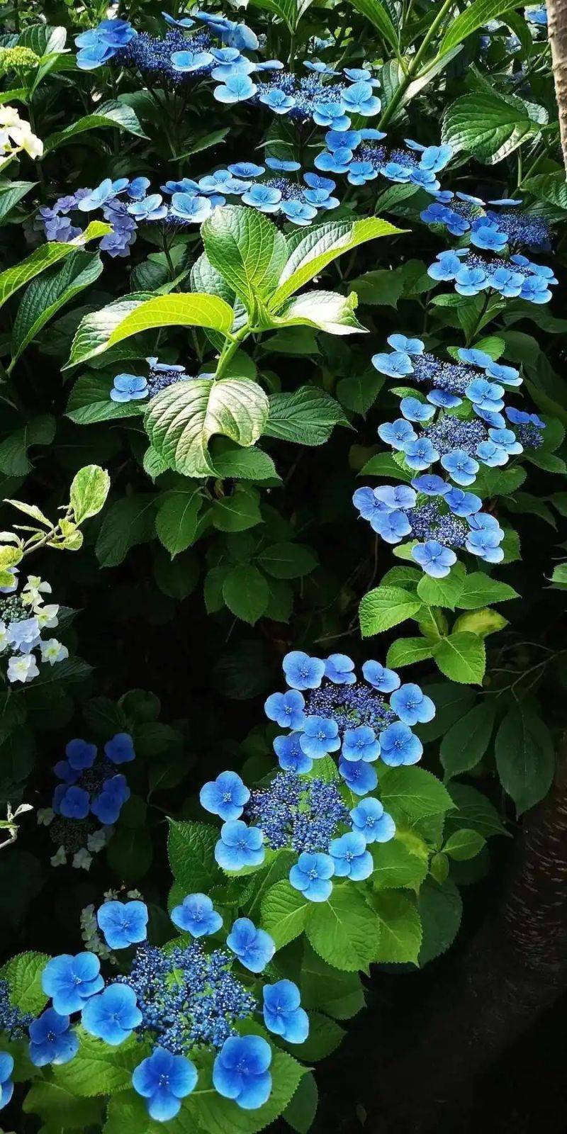 绣球无尽夏的种植方法