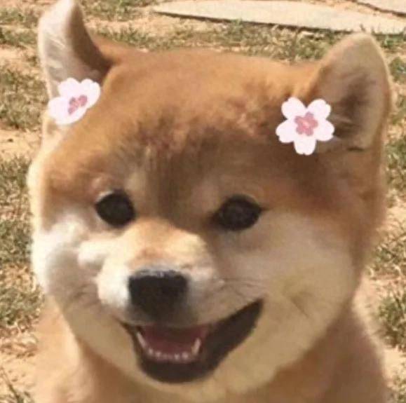 价格便宜又好的狗粮