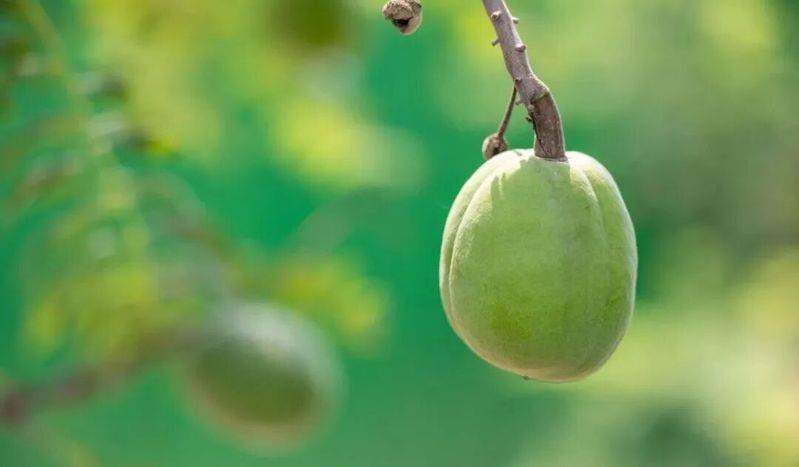 香樟树种植技术