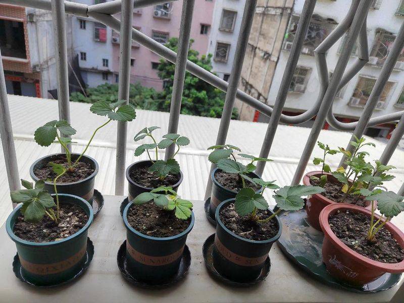 Strawberry pelvis cultivation methods